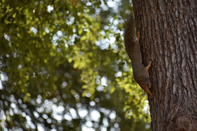 NBL国王官方：马鲁阿奇将因膝盖酸痛缺席对阵破坏者的比赛