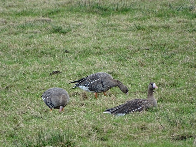 TA：前职业扑克选手执教球队升入奥超，善于理性做出战术调整